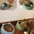 15° Elevated Pet's Food Bowl 